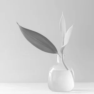 Minimalist Plant in Vase
